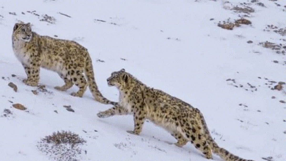 36 Snow Leopards Now Call Arunachal Pardseh Their Home