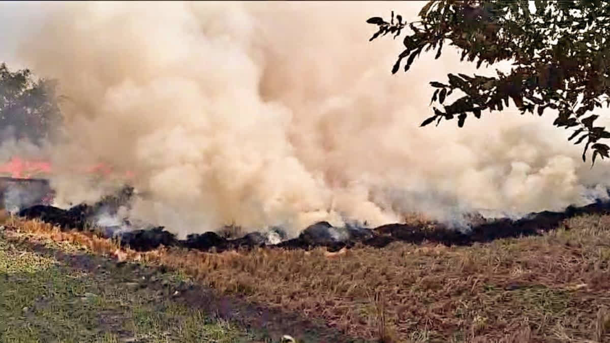 Stubble burning: SC raps Haryana govt over non-prosecution of violators, summons chief secretary on Oct 23.