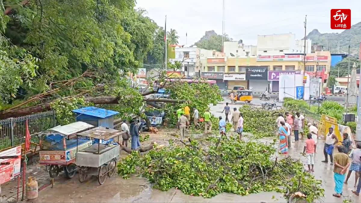 மழைக்கு விழுந்த மரம்