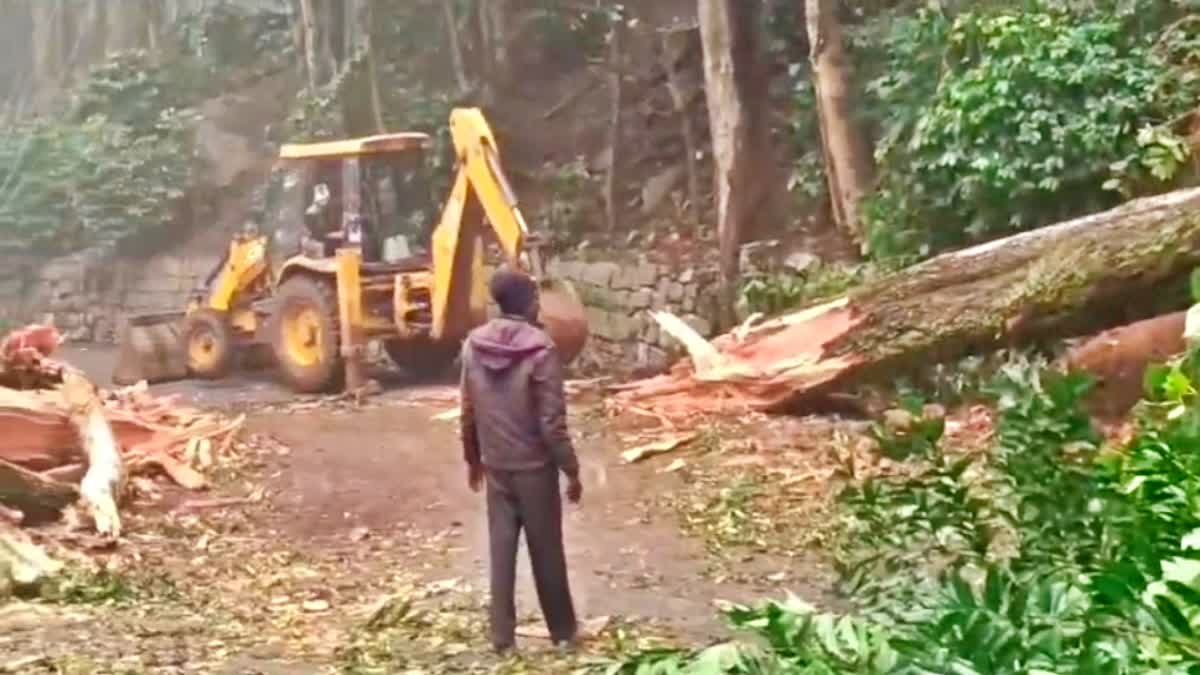 SALEM RAIN UPDATES tree fell in electric pole