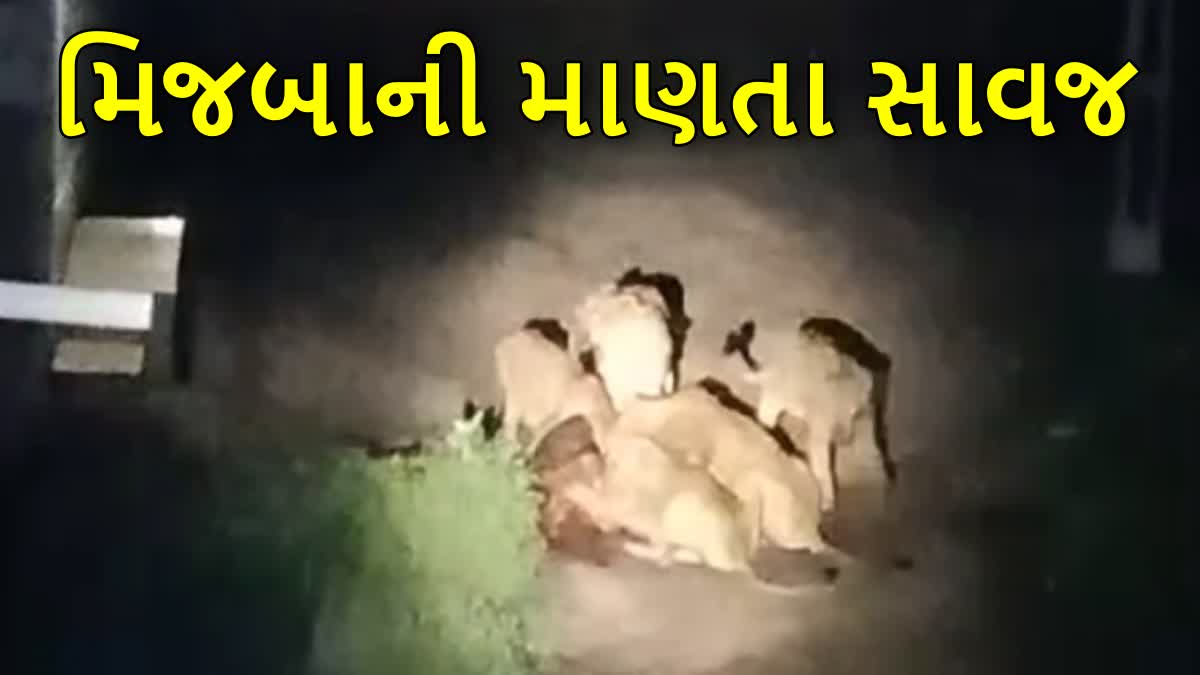 મિજબાની માણતા સિંહ