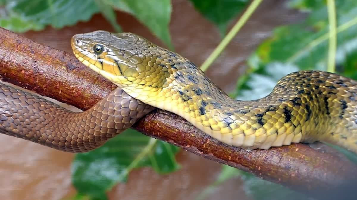 Rajasthan: Snake Bites Five Members Of A Family; 2 Dead; 3 Hurt