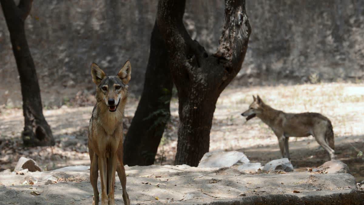 Wolves play a significant role in biodiversity, especially in agriculture, by helping farmers indirectly.