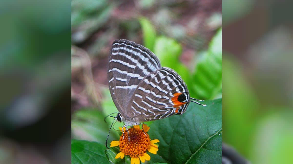 Kaziranga Becomes Home To Second Highest Butterfly Population In India