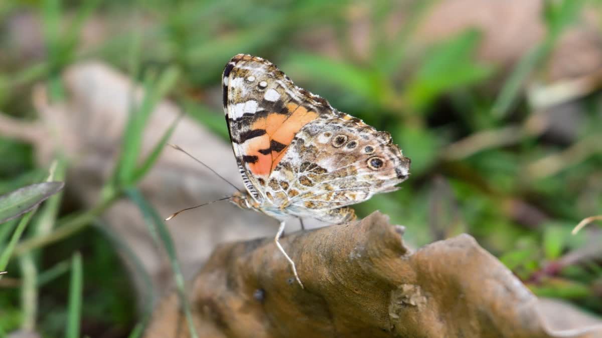 KANHA BUTTERFLY SURVEY RECORDS