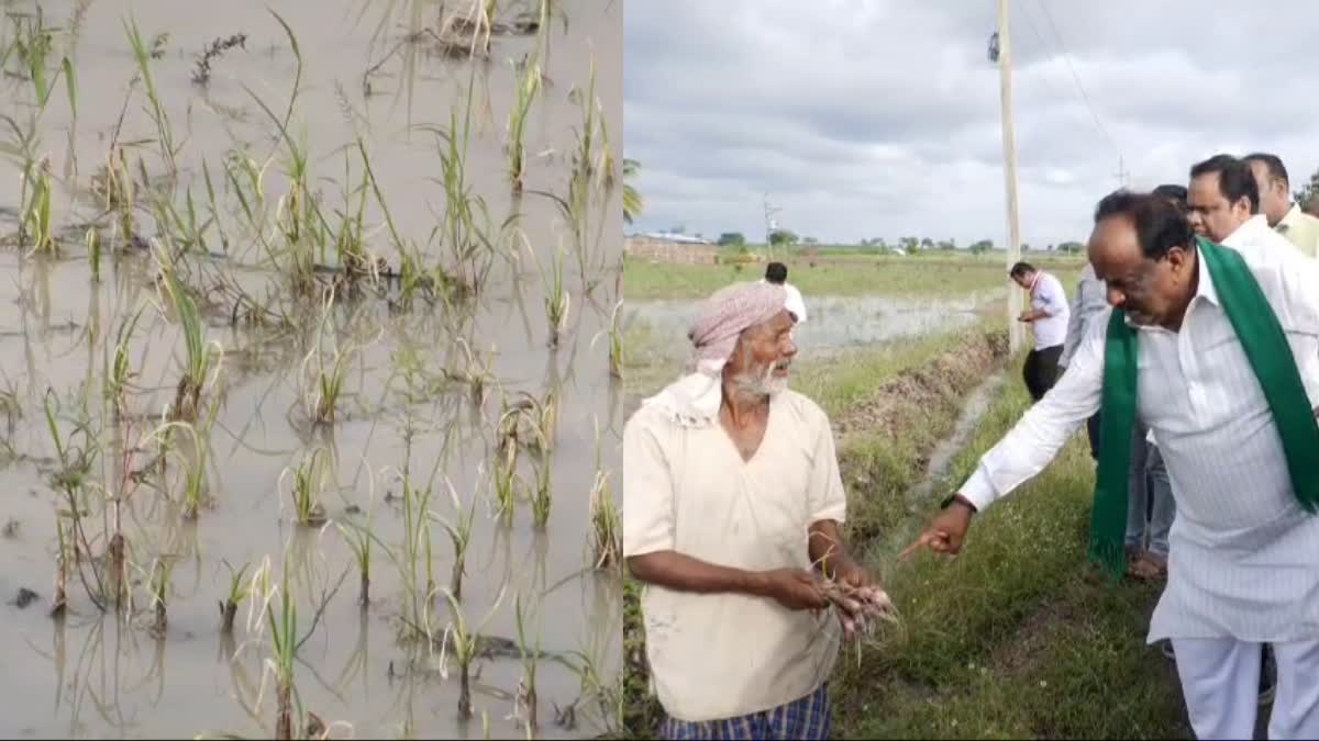 ಹಾನಿಯಾದ ಈರುಳ್ಳಿ ಬೆಳೆ, ಹಾನಿ ಪರಿಶೀಲಿಸುತ್ತಿರುವ ಶಾಸಕ ಕೋನರೆಡ್ಡಿ