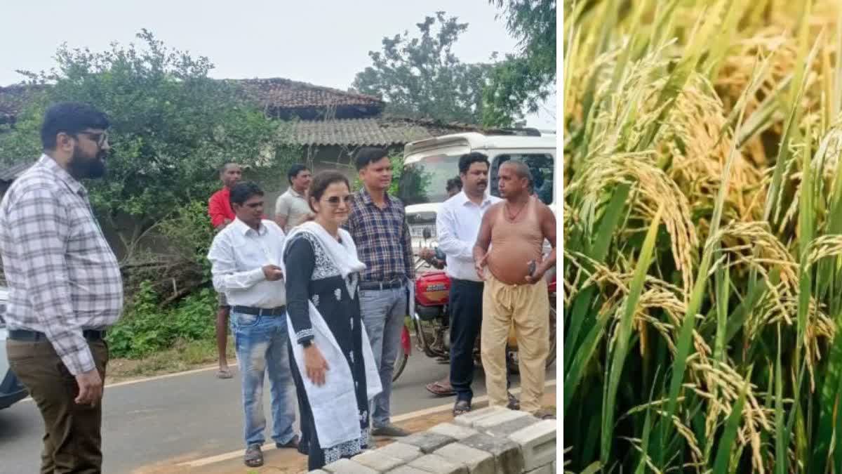 ACTION IN KOREA ON PADDY PURCHASE