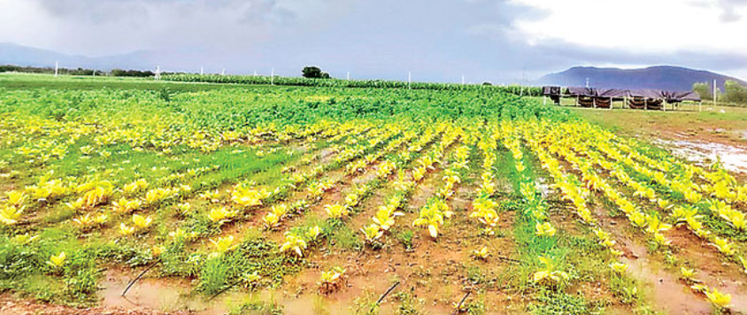 Crop Loss Due to Rains