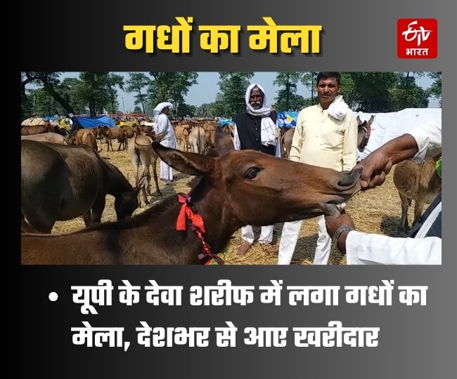 up barabanki donkey fair donkeys worth up to rs 3 lakhs come for sale latest news