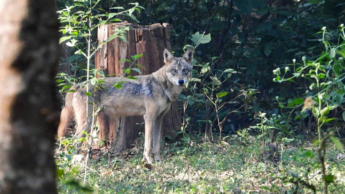 The number of wolves has dwindled to 2,500-3,000 from a whopping 2 lakh.