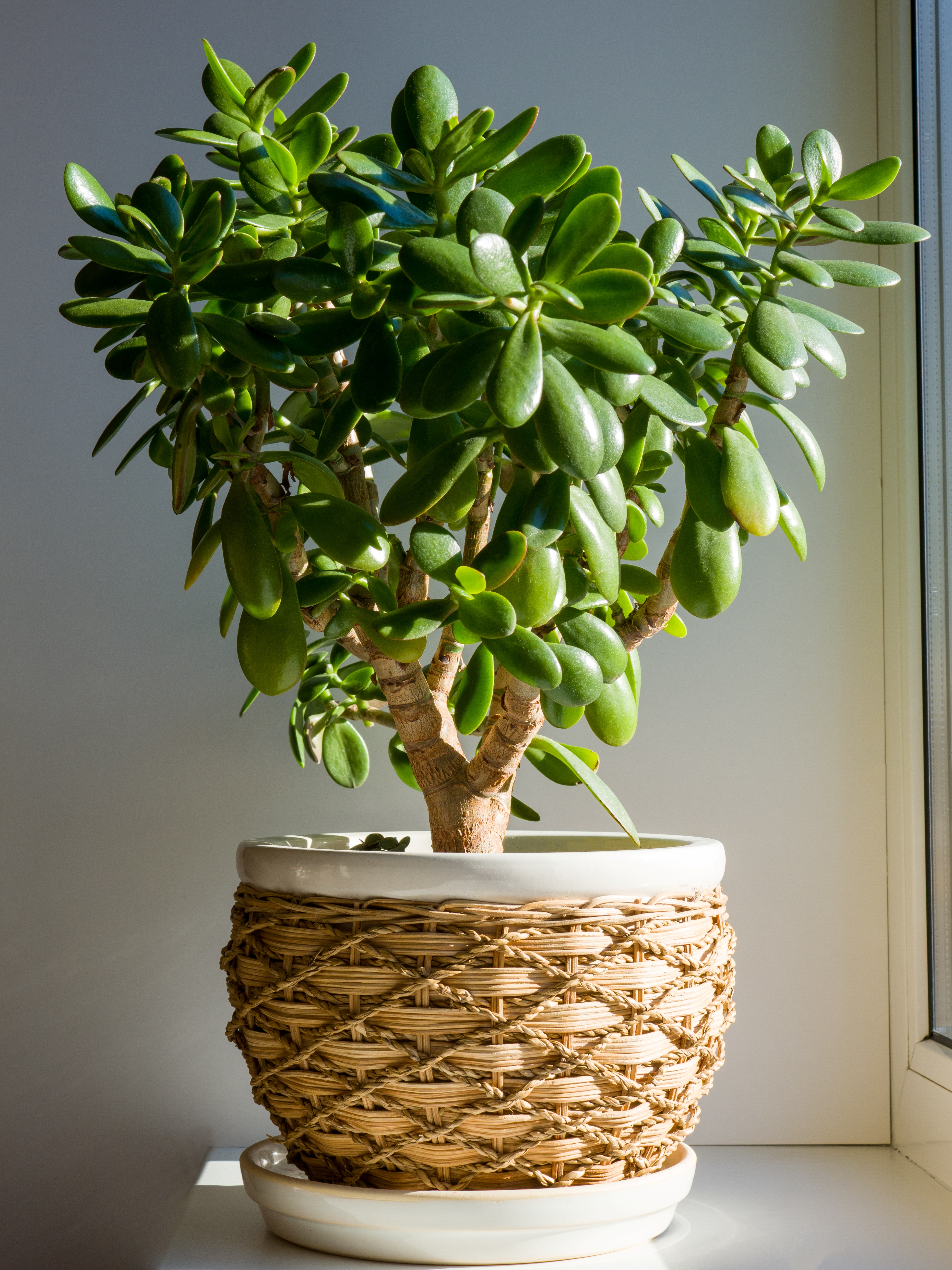 Jade Plant