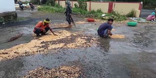 Maize crop destroyed by rain