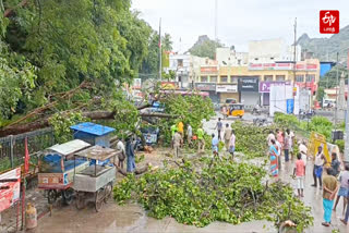 மழைக்கு விழுந்த மரம்