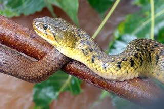 Rajasthan: Snake Bites Five Members Of A Family; 2 Dead; 3 Hurt