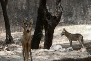 Wolves play a significant role in biodiversity, especially in agriculture, by helping farmers indirectly.