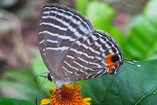 Kaziranga Butterfly