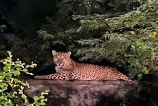 Two women injured in panther attack