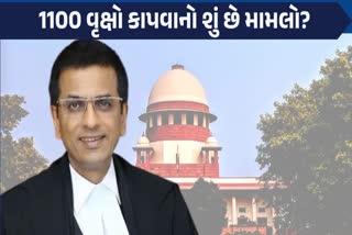 1100 વૃક્ષો કાપવાનો મામલો