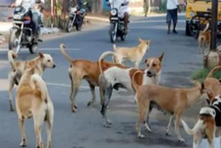 DOG BITE CASES IN CHAMBA