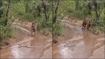 When the King Cobra came in the way of the Tiger