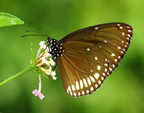 Balaghat Butterfly Survey program