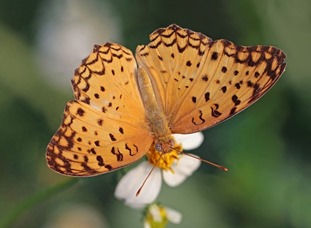 kanha tiger reserve