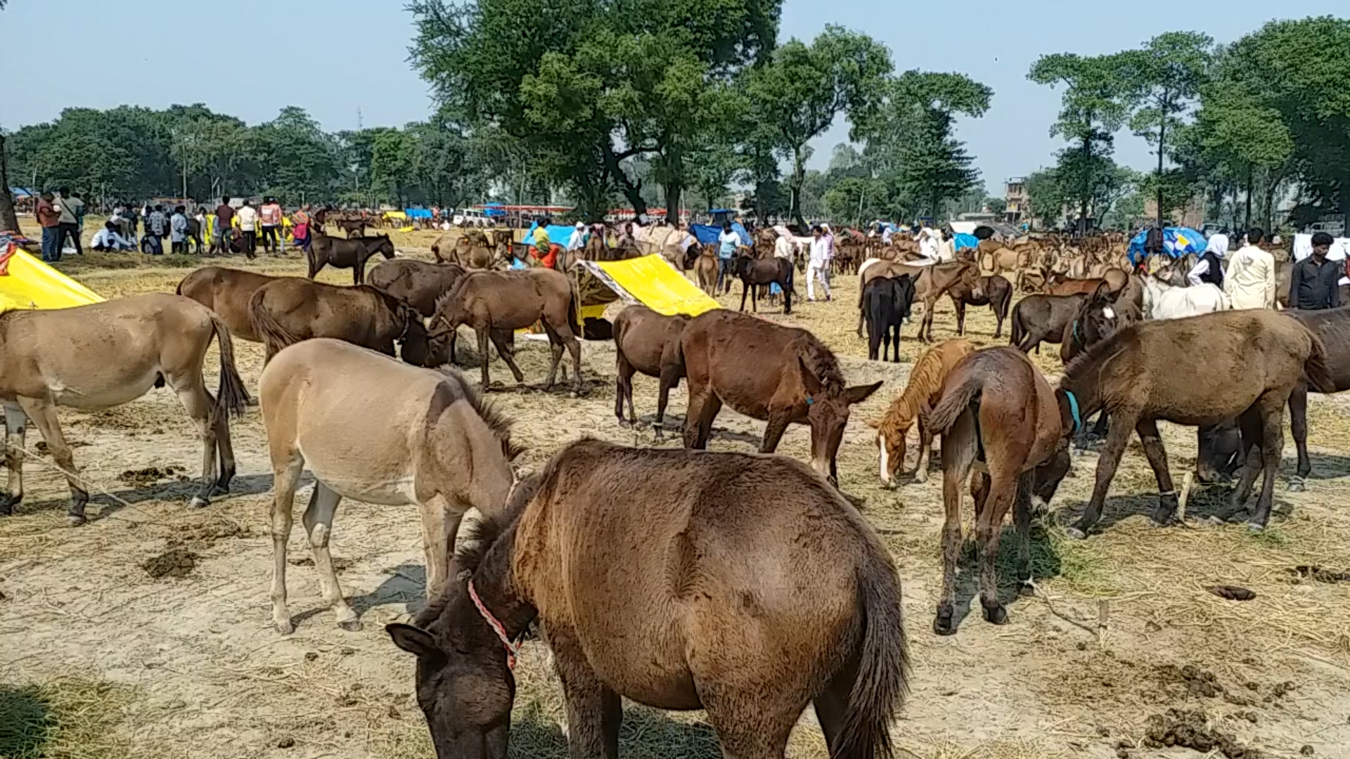 up barabanki donkey fair donkeys worth up to rs 3 lakhs come for sale latest news