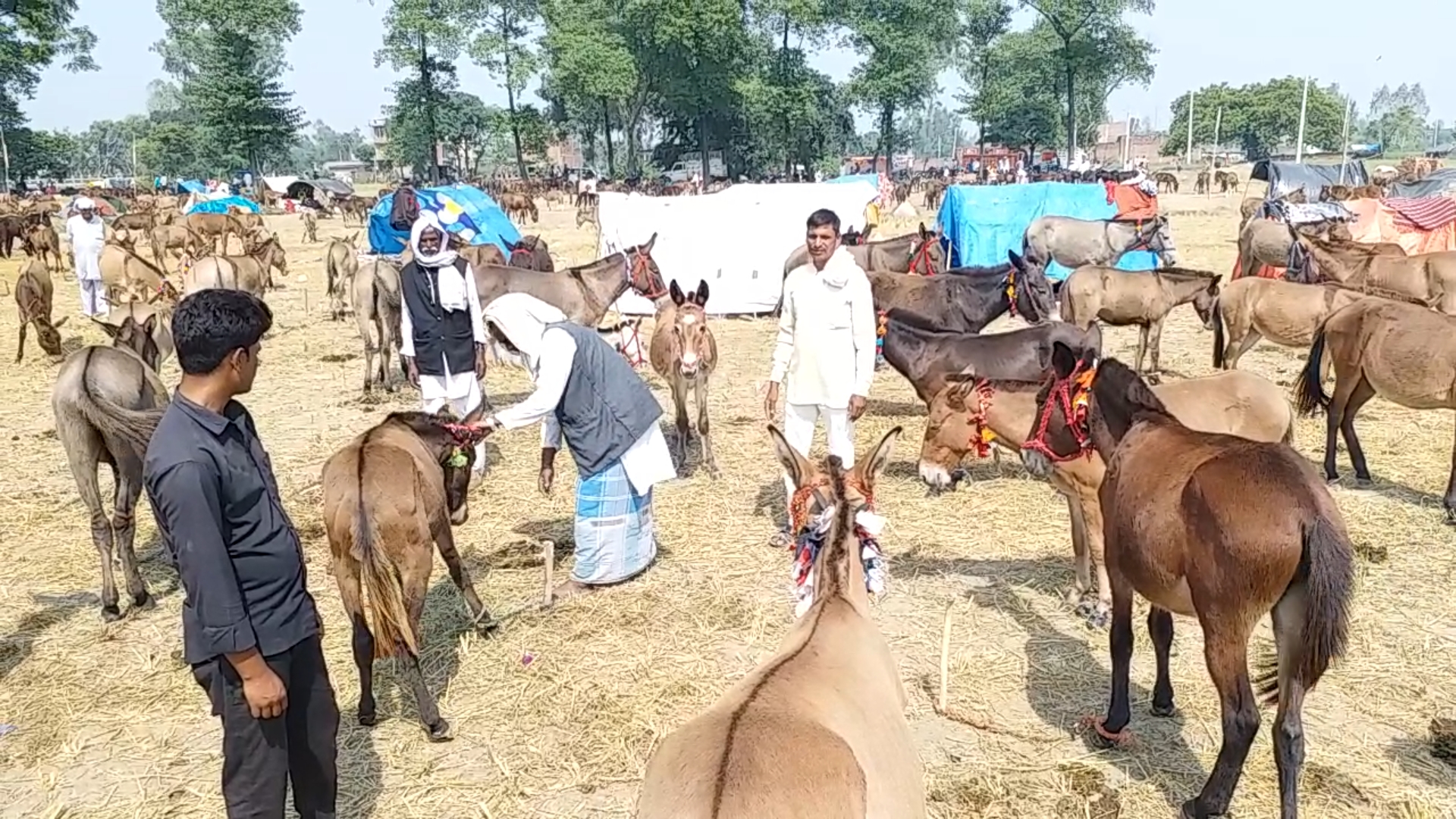 up barabanki donkey fair donkeys worth up to rs 3 lakhs come for sale latest news