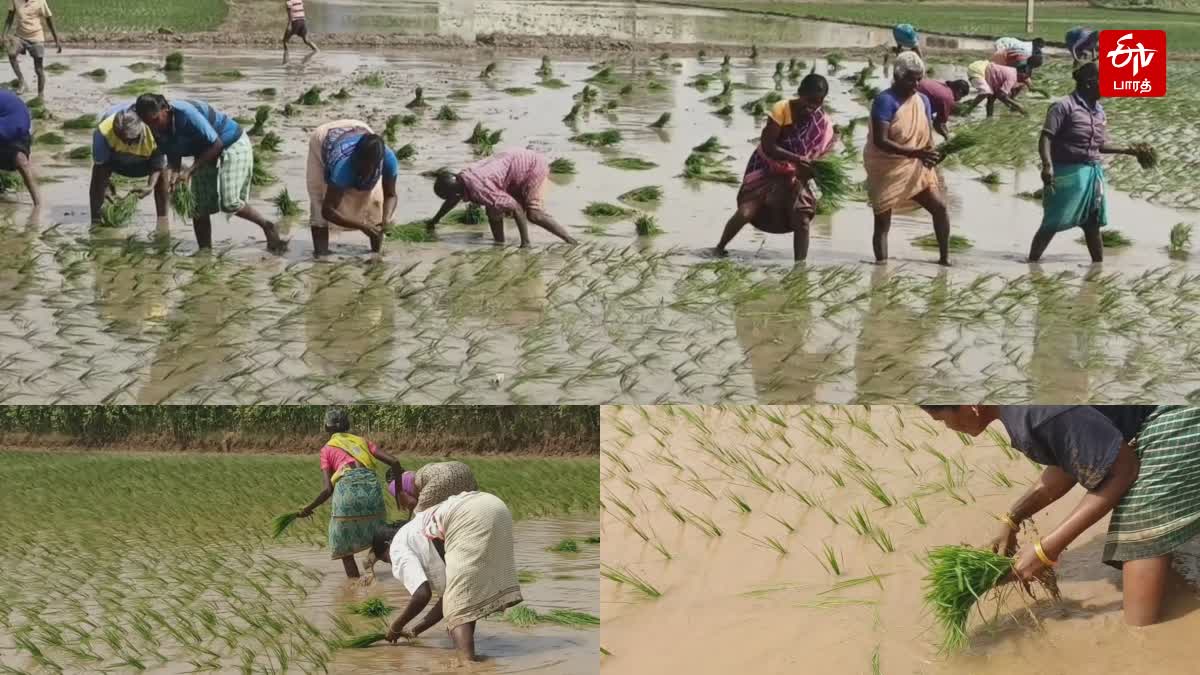 தென்காசி மாவட்ட பகுதிகளில் நெல் நடும் பணியில் விவசாயிகள் தீவிரம்