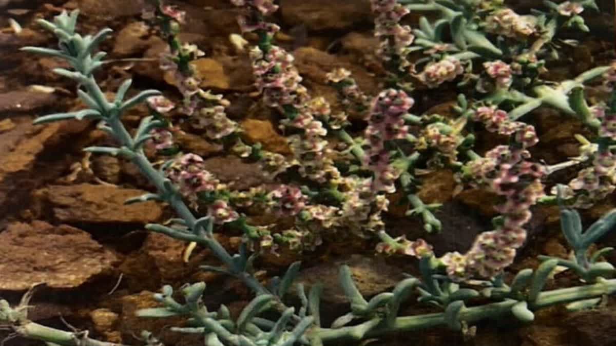 Kutch Plant species : કચ્છના મોટા રણમાં ભારતમાં પહેલીવાર જોવા મળેલી વનસ્પતિ , કેવા રંગરુપ અને ઉપયોગ જાણો