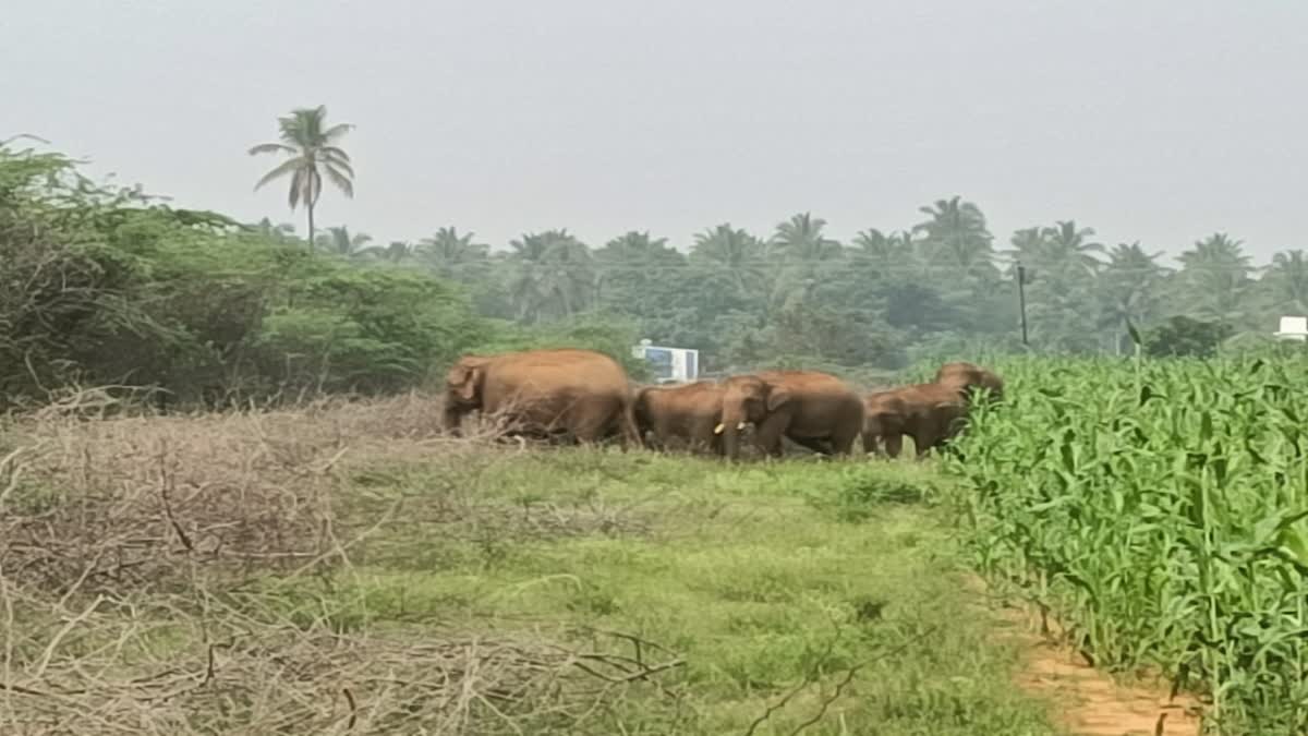 Wild Elephants