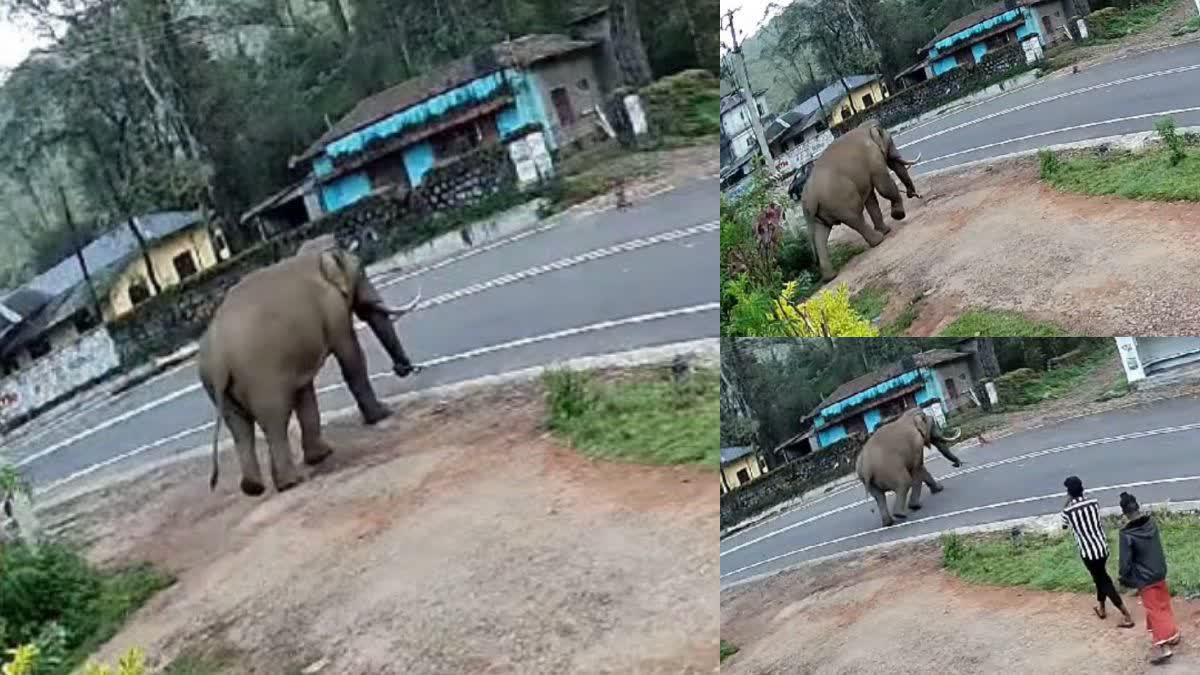 wild elephant padayappa again in munnar  wild elephant padayappa  wild elephant padayappa attack  idukki news  padayappa news  padayappa again in munnar  ഇടവേളയ്ക്ക് ശേഷം വീണ്ടും പടയപ്പ  ദേവികുളം ജനവാസ മേഖലയില്‍ പടയപ്പ  നാശനഷ്‌ട്ടം വരുത്താതെ പടയപ്പ  ജനവാസ മേഖലയില്‍ ഇറങ്ങി കാട്ടുകൊമ്പന്‍ പടയപ്പ  പടയപ്പ ആക്രമണം  ഇടുക്കി വാർത്തകൾ  പടയപ്പ വാർത്ത  പടയപ്പ വീണ്ടും മൂന്നാറിൽ  ആക്രമണമില്ലാതെ പടയപ്പ