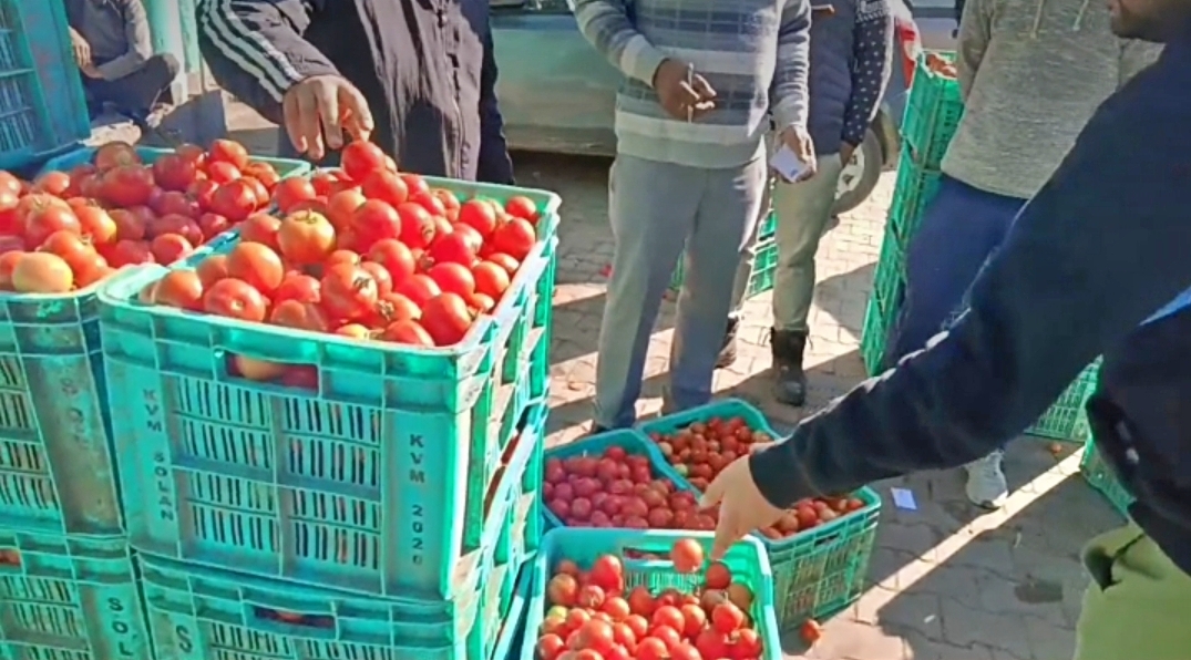 Tomato Price Hike in Himachal