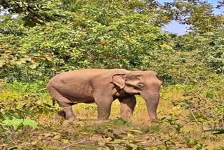 elephant sick in khairamunda forest