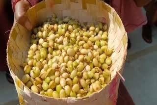 Cardamom Cultivation