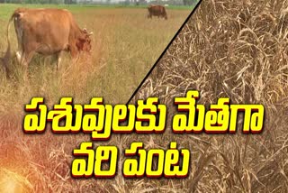 Suffering_of_Farmers_in_Cheepurupalli_Without_Water_for_Crops