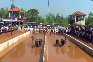 Bengaluru braces for maiden Kambala event; lakhs of people to attend centuries-old buffalo race