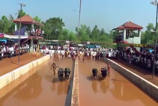 Kambala  Bengaluru Kambala  Bengaluru Kambala starting date  Bengaluru Kambala location  കമ്പള  കർണാടകയിലെ കമ്പള  കമ്പള മത്സരം  കമ്പള മത്സരം തീയതി  കമ്പള മത്സരം സ്ഥലം