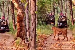 Tiger seen making his territory in forest