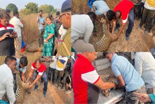 Leopard Death In Amaravati