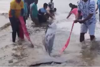 whale calf dies