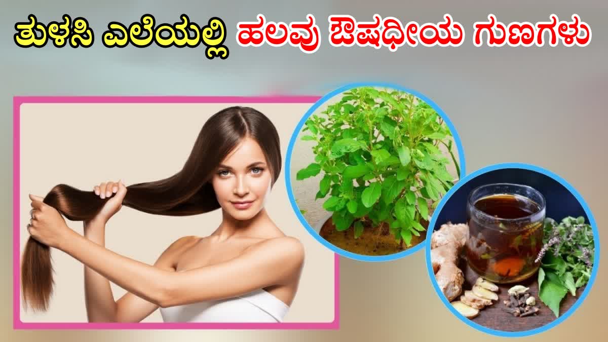 BEAUTY BENEFITS OF TULASI  BEEFITS OF TULSI FOR SKIN  TULSI OIL BENEFITS  HOW TO USE TULSI LEAVES FOR HAIR