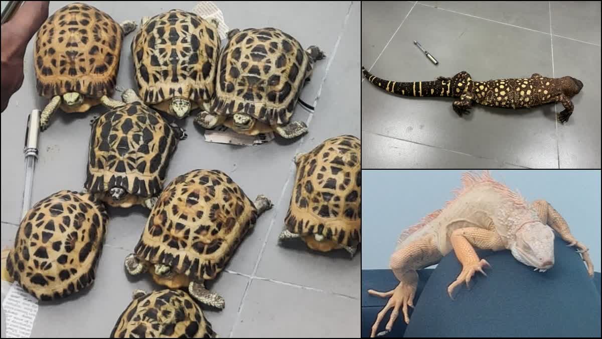 40 Rare Animals found  Bengaluru Airport Karnataka