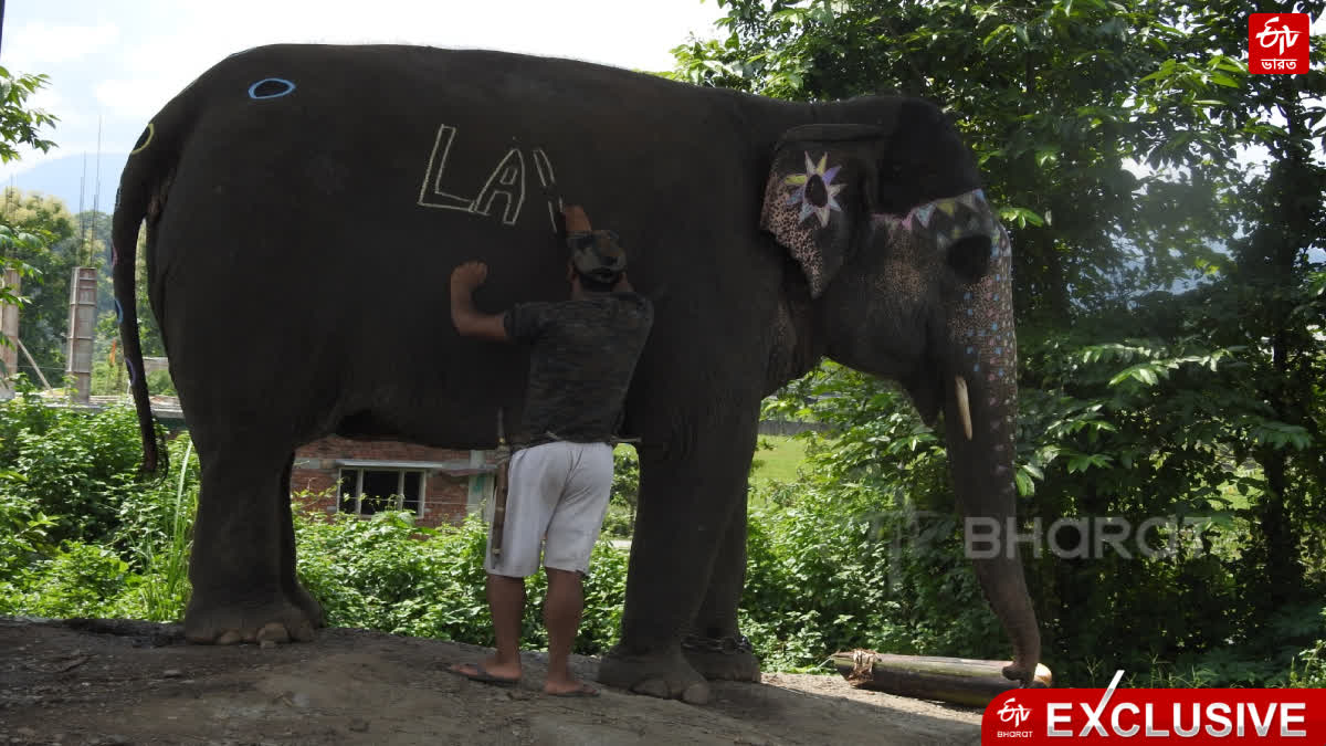 Elephant Dead at Bengal Safari Park