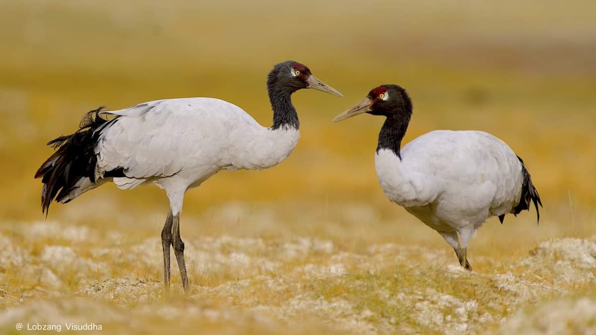 Black-Necked Crane (Grus nigricollis)