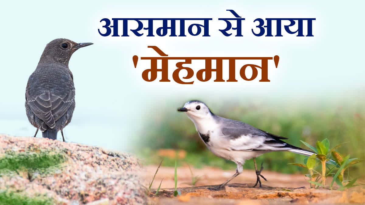 FOREIGN BIRDS ARRIVE IN SURGUJA