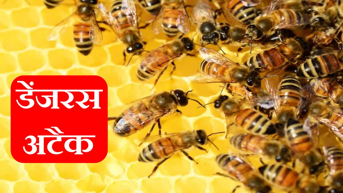 Bees attack in Sector 16 Chandigarh one dead many injured