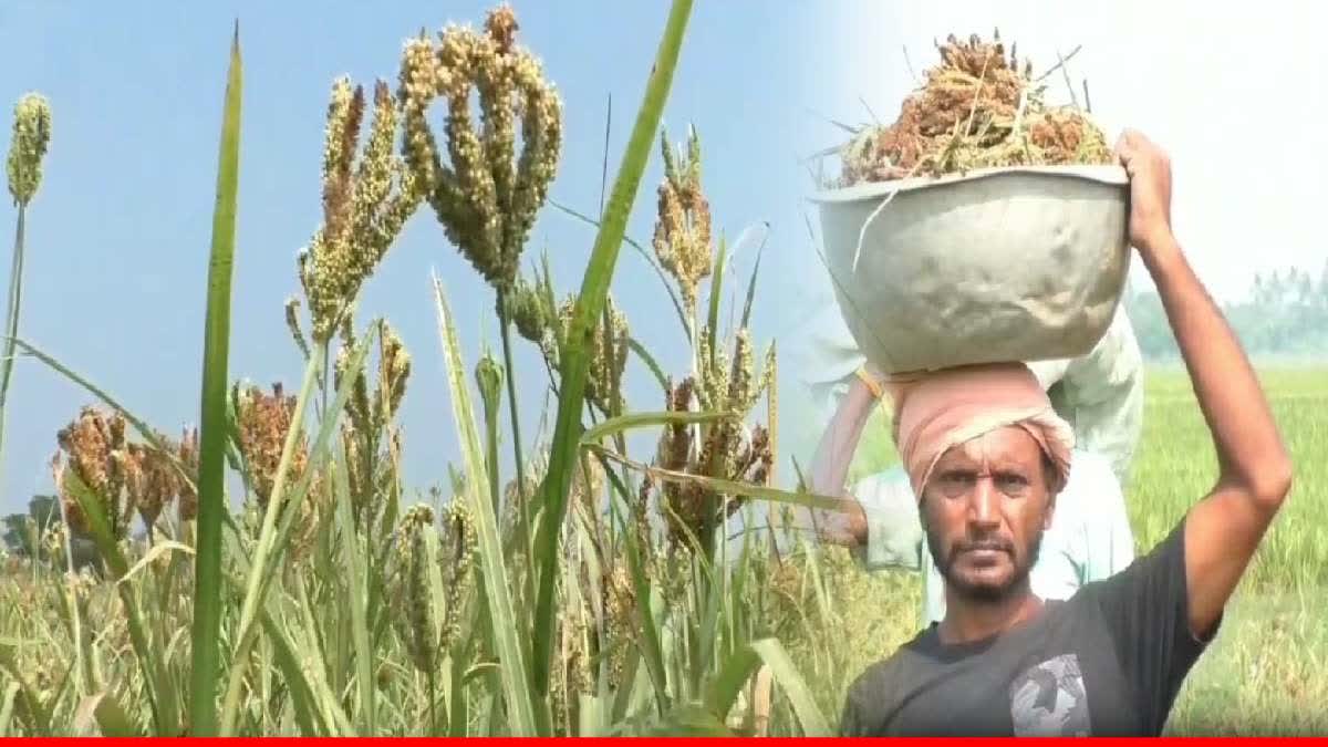 MILLET CULTIVATION