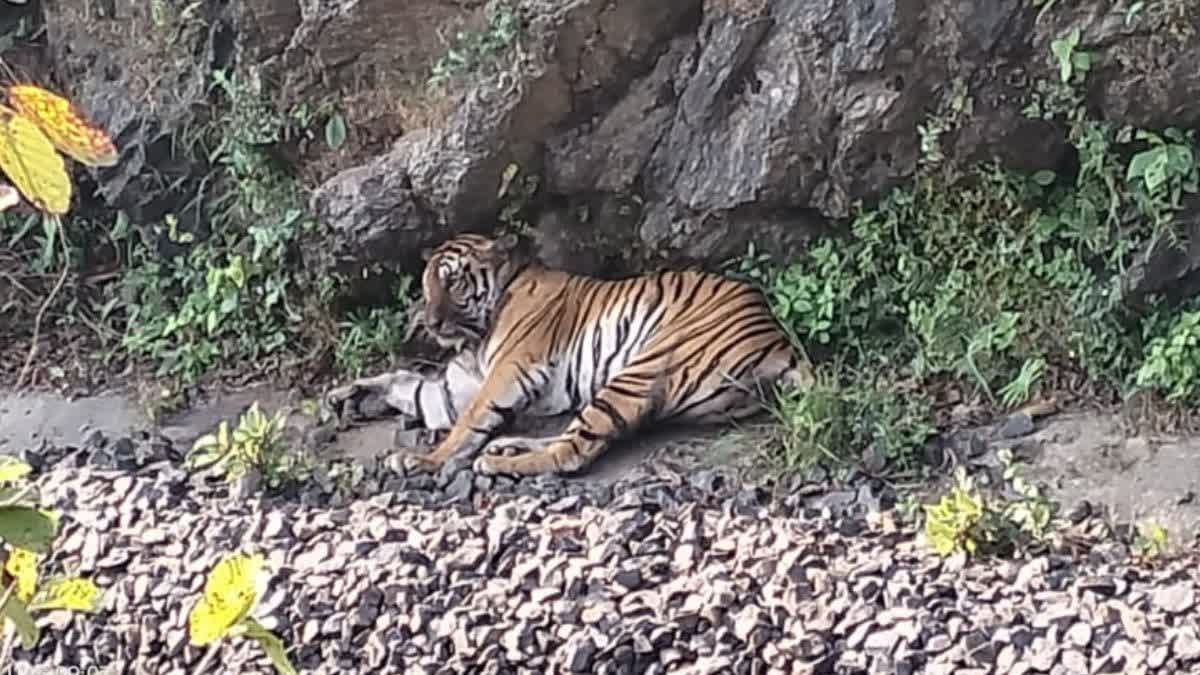 TRAIN HITS TIGER IN BHANDARA