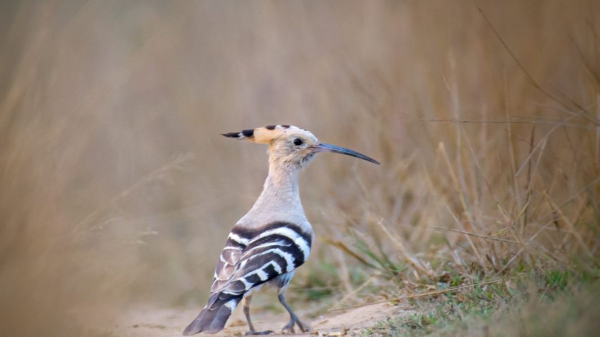 FOREIGN BIRDS ARRIVE IN SURGUJA